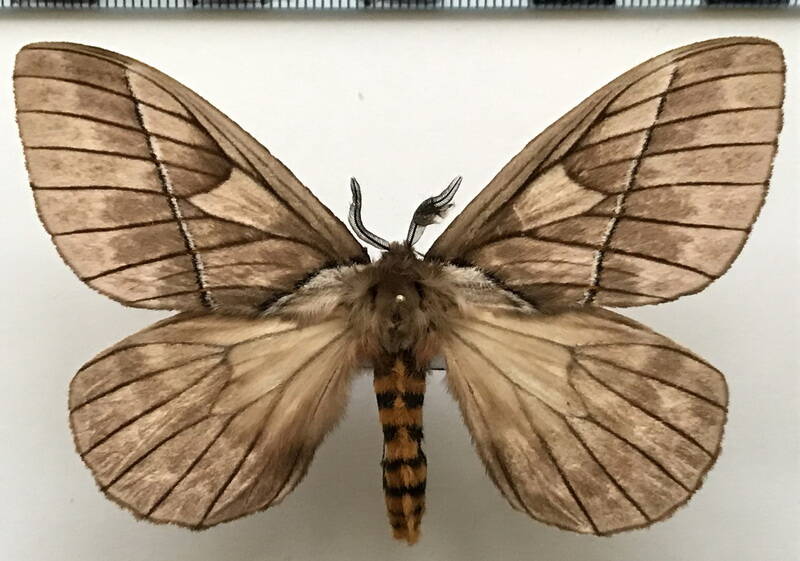 pseudodirphia_agis_m02_eq-standard.jpg