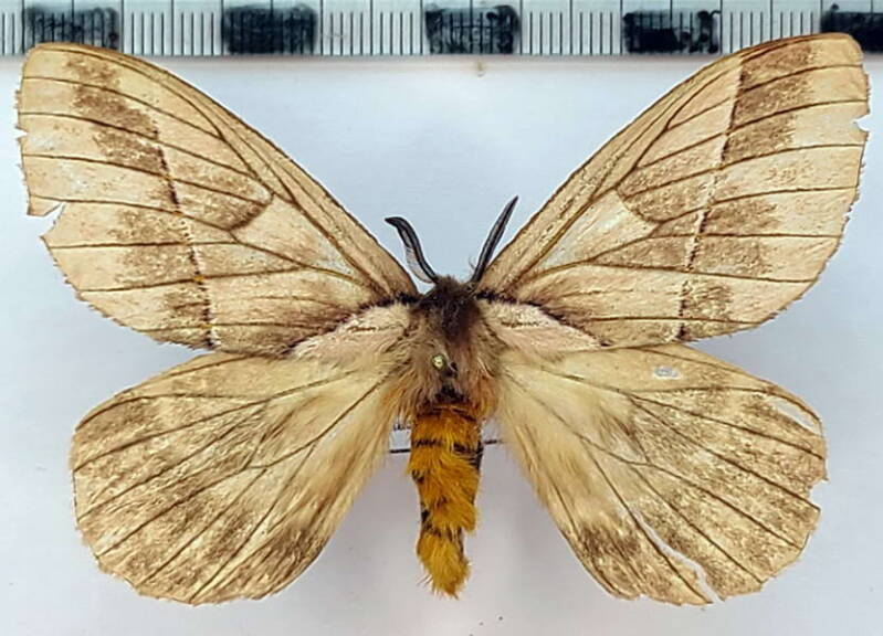 pseudodirphia_agis_m_vnz-standard.jpg