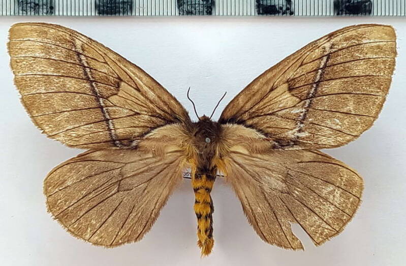 pseudodirphia_andicola_f_eq-standard.jpg