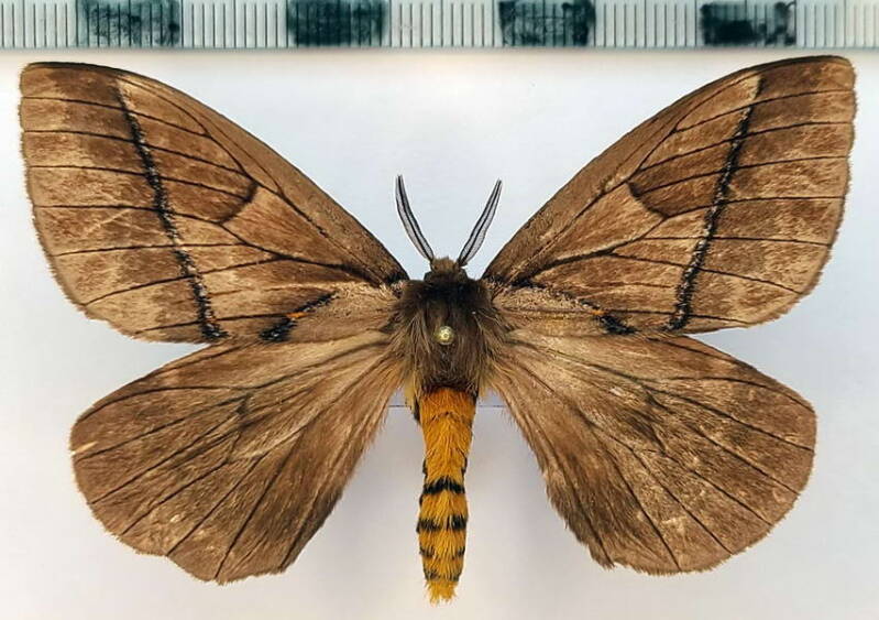 pseudodirphia_andicola_m02_eq-standard.jpg