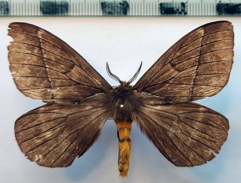 pseudodirphia_andicoloides_m_eq-standard.jpg