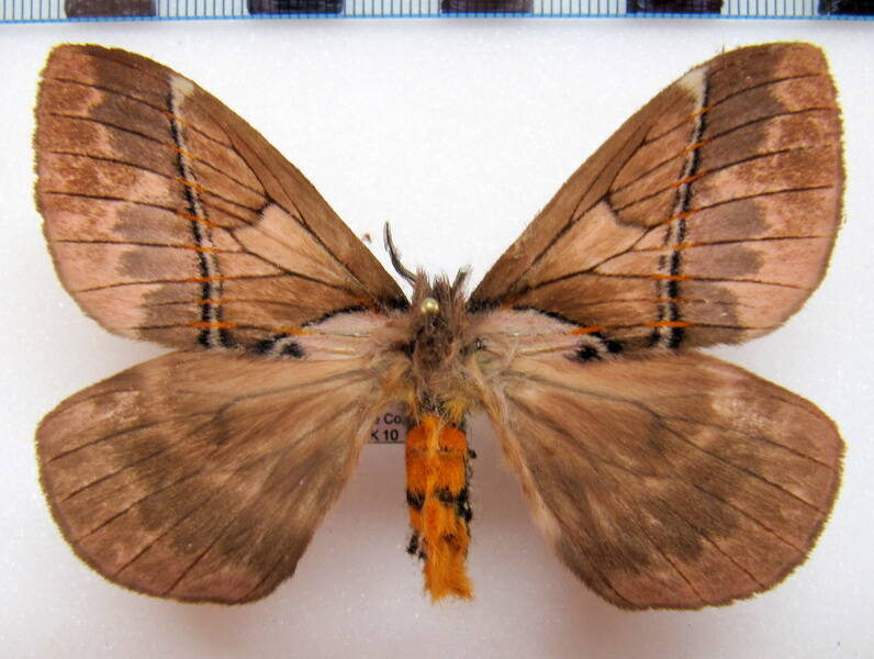 pseudodirphia_eumedide_gf_m01-standard.jpg