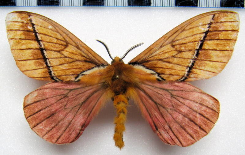 pseudodirphia_imperialis_eq_m-standard.jpg