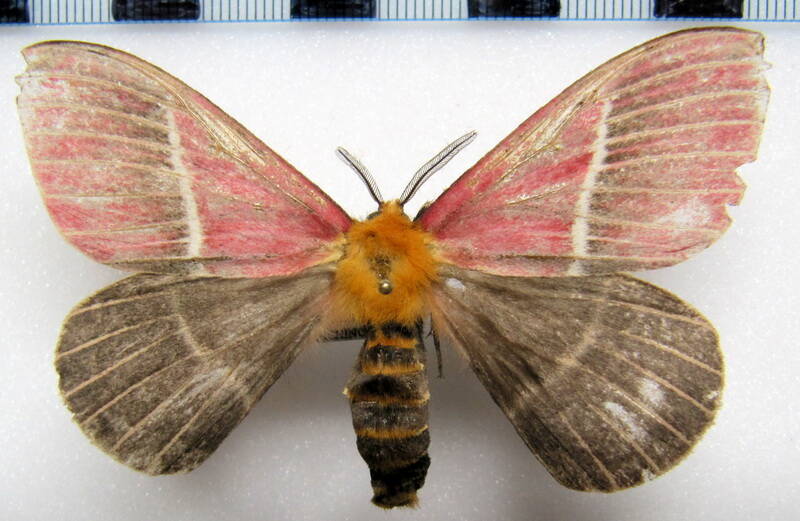pseudodirphia_menander_eq_m-standard.jpg