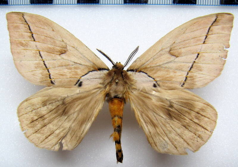 pseudodirphia_obliqua_eq_m-standard-9anl8z.jpg