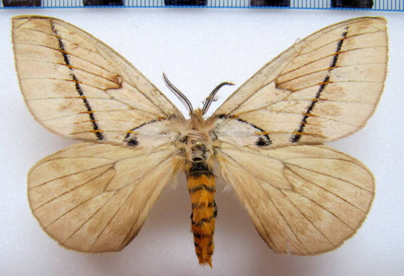 pseudodirphia_obliqua_gf_m01-standard.jpg