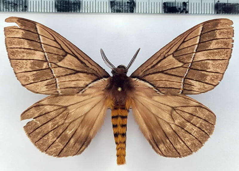 pseudodirphia_sp1105_m_eq-standard.jpg