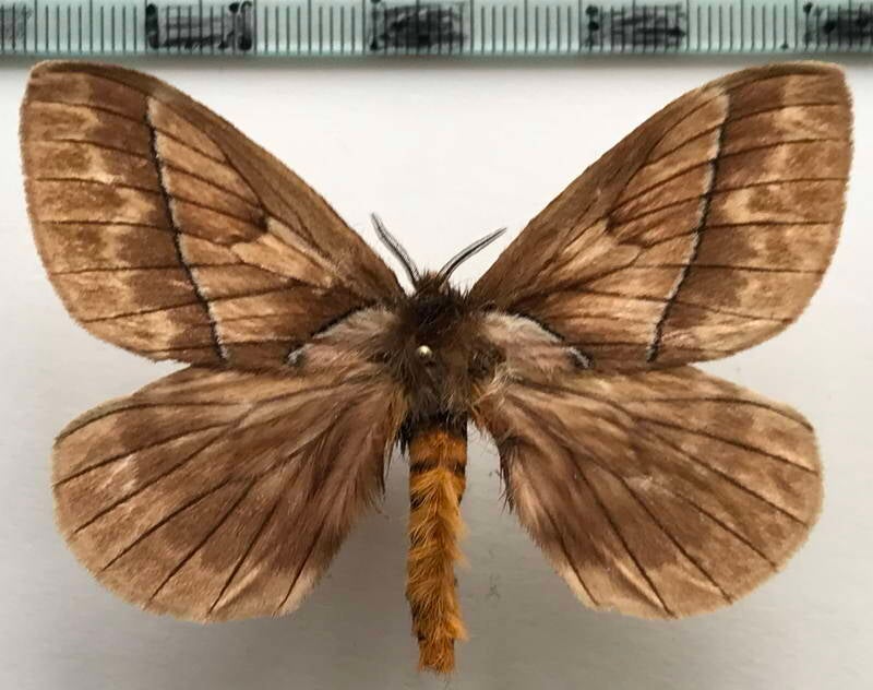 pseudodirphia_sp653_m_eq-standard.jpg