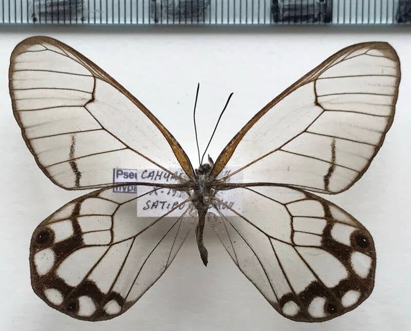 pseudohaetera_hypaesia_m_per-standard-tvnvg7.jpg