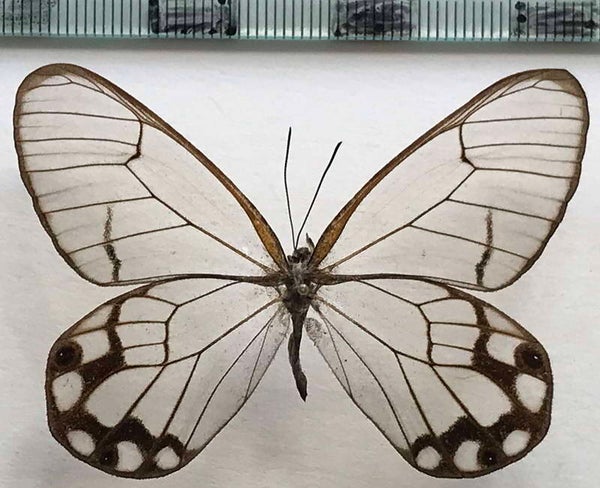 Pseudohaetera hypasia mâle A1- Equateur