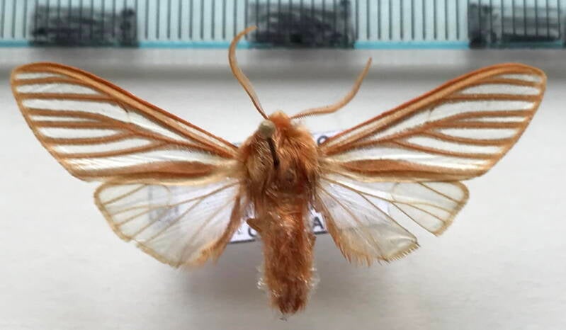 pseudohemihyalea_ambigua_m_mex-standard.jpg
