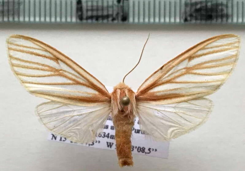 pseudohemihyalea_fallaciosa_f_guat-standard.jpg
