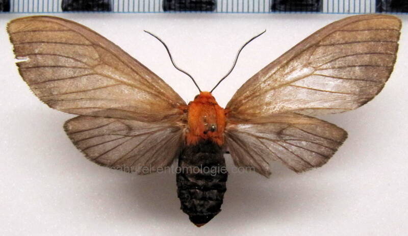 pseudohemihyalea_klagesi_f_eq-standard.jpg