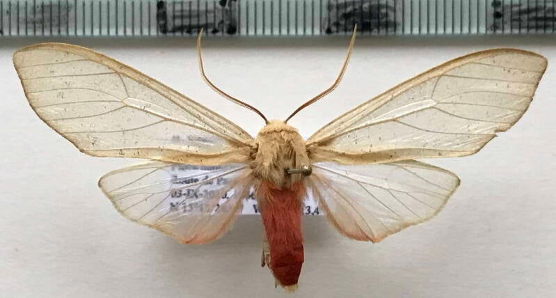 pseudohemihyalea_sp788_m_guat-standard.jpg