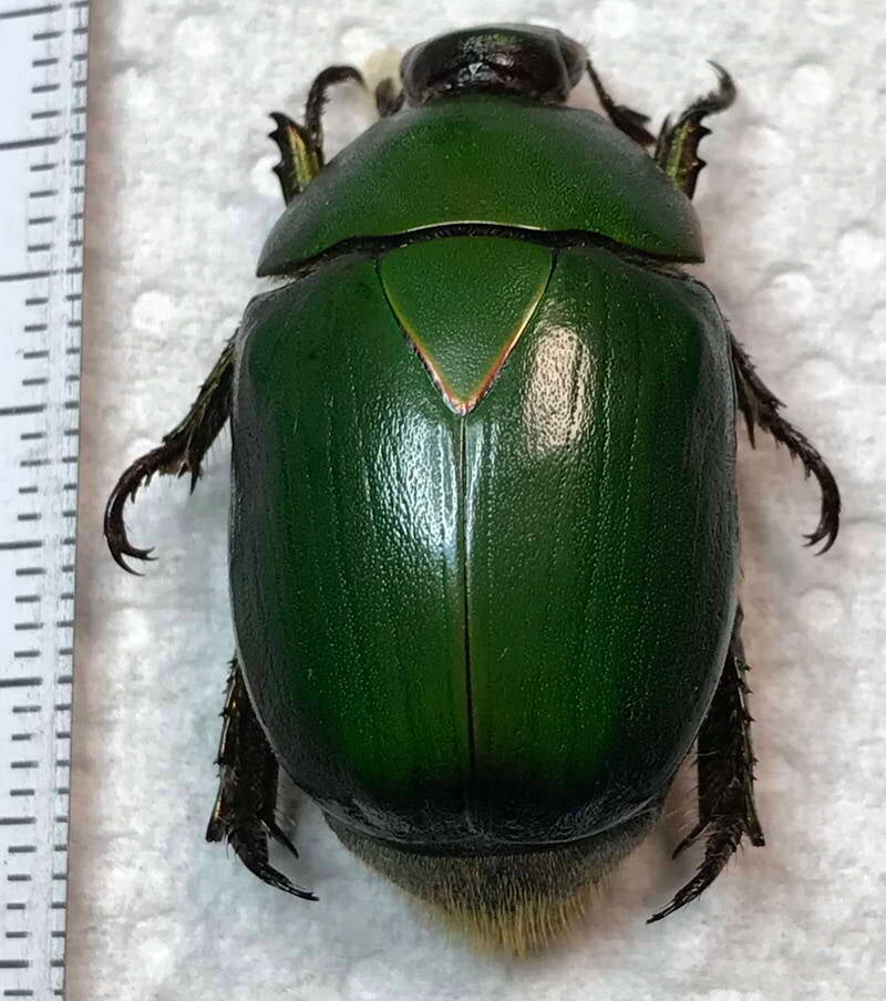 pseudomacraspis_affinis_Guyane fr