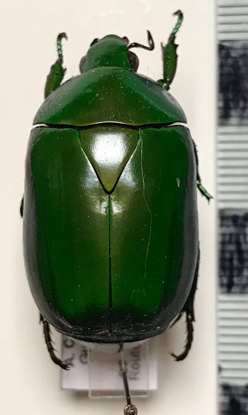 pseudomacraspis_affinis_Guyane fr