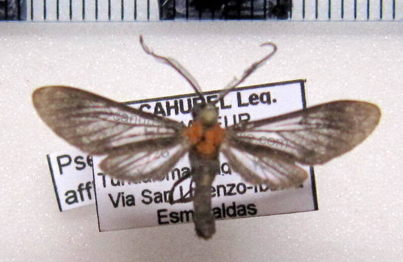 pseudomya_afflicta_eq-standard.jpg