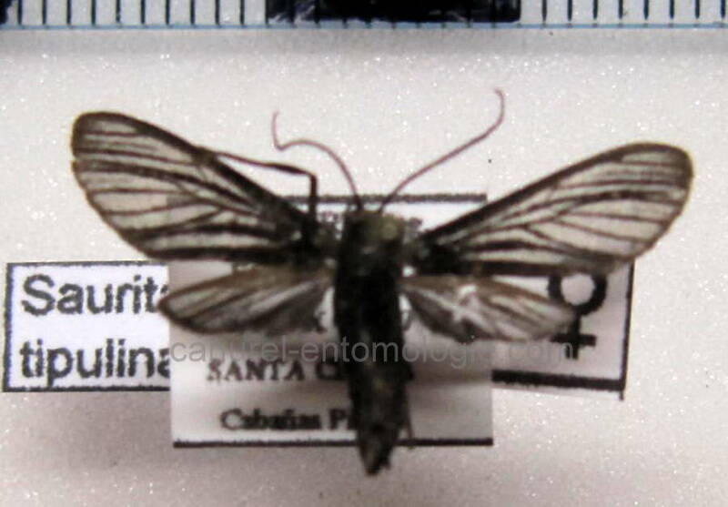 pseudomya_tipulina_f_eq-standard.jpg