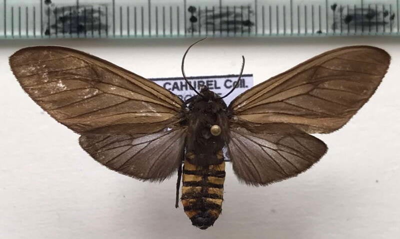 pseudopharus_cornelia_f_bol-standard.jpg