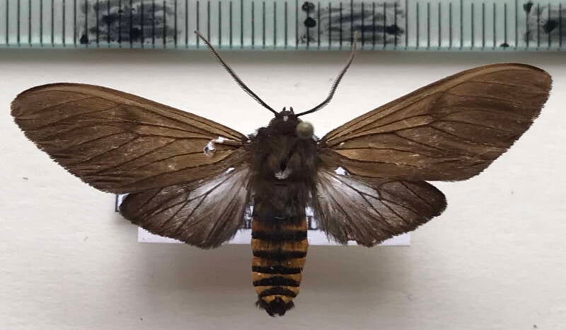 pseudopharus_cornelia_m_col-standard.jpg