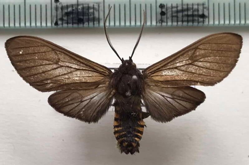 pseudopharus_hades_m_bol-standard.jpg