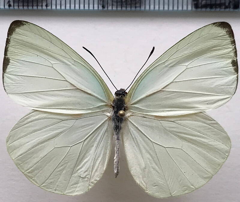 pseudopieris_viridula_zulma_m_eq-standard-xz8j4z.jpg