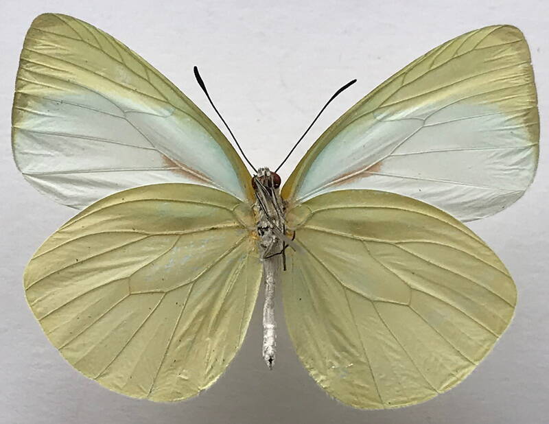 pseudopieris_viridula_zulma_m_eq_v-standard-jael0n.jpg