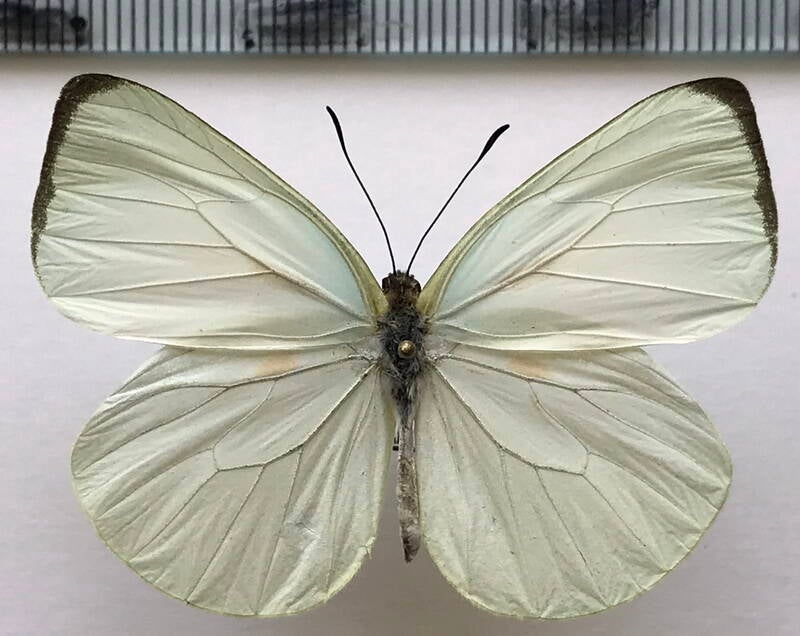 pseudopieris_viridula_zulma_m_per-standard.jpg