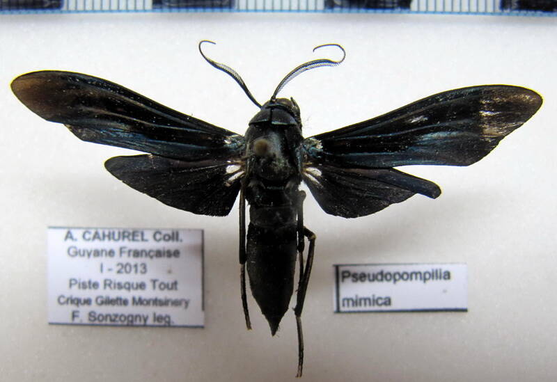 pseudopompilia_mimica_gf02-standard.jpg