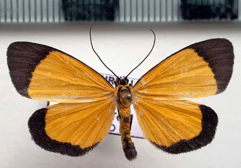 pseudoricia_sibyllae_m_eq-standard.jpg
