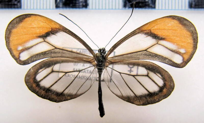 pseudoscada_aureola_f_eq-standard.jpg