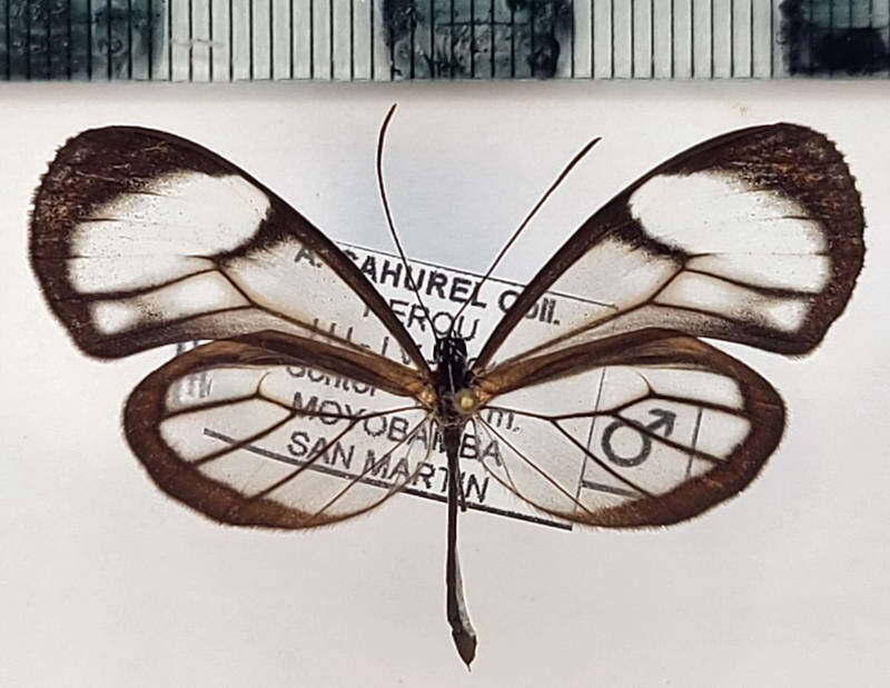 pseudoscada_florula_gracilis_m_per-standard.jpg