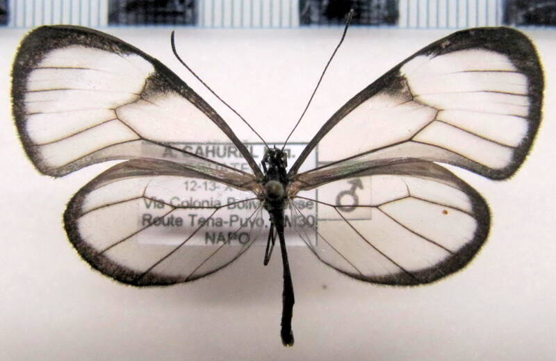 pseudoscada_timna_utilla_m_eq-standard.jpg