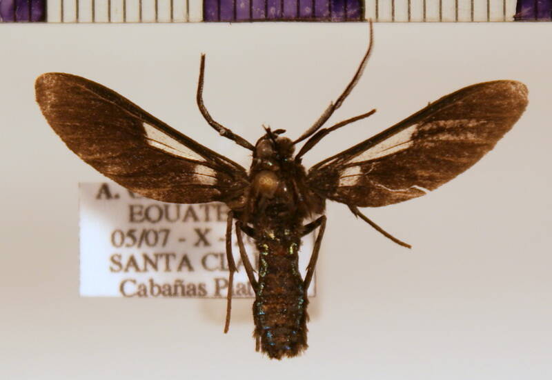 pseudosphenoptera_cocho_ab-cochonula_m-standard.jpg