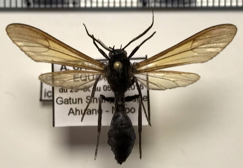 pseudosphex_ichneumoneus_m_eq-standard.jpg