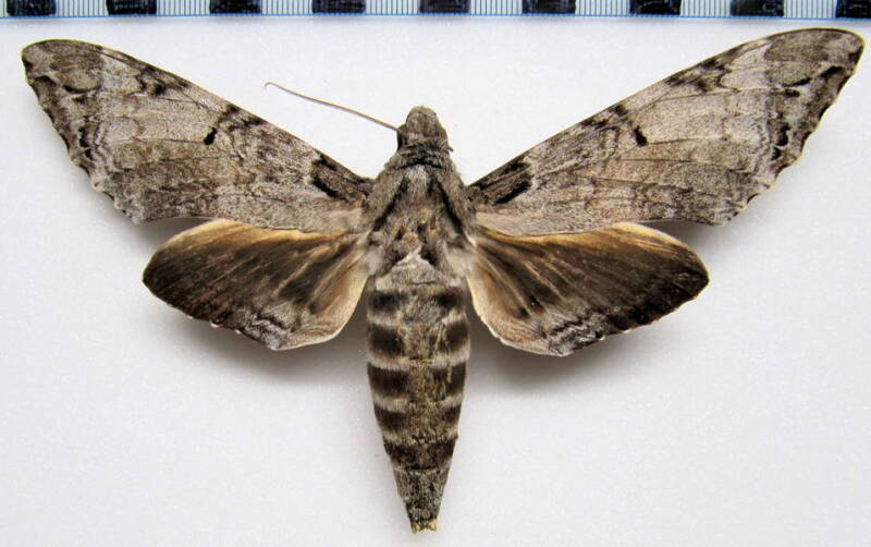 pseudosphinx_tetrio_gf_f-standard.jpg