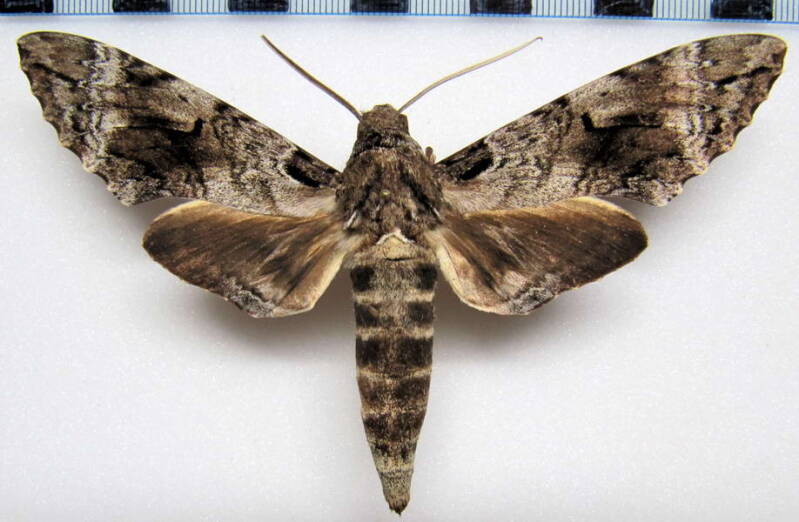 pseudosphinx_tetrio_gf_m-standard.jpg