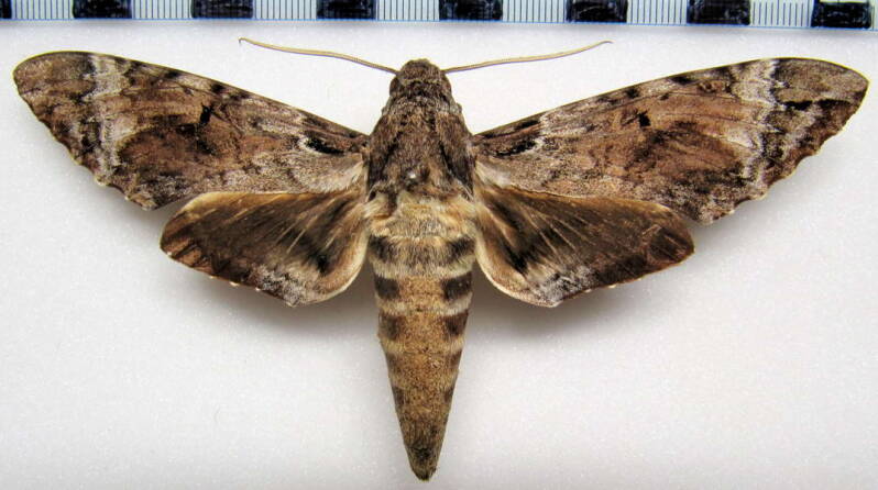 pseudosphinx_tetrio_m_col-standard.jpg