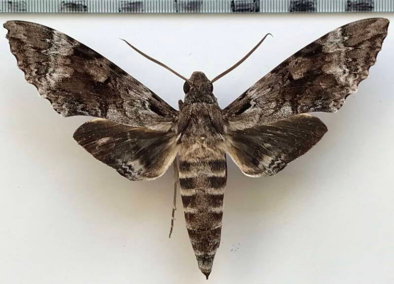 pseudosphinx_tetrio_m_eq-standard.jpg