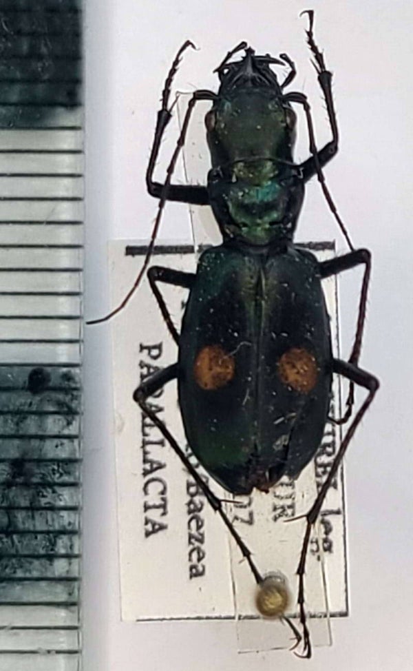 Pseudoxycheila  sp  Equateur