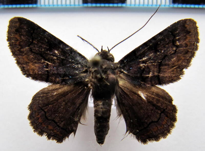 pseudyrias_lineata_gf-standard.jpg