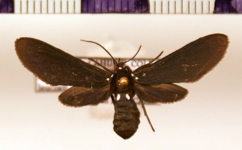 psoloptera_leucosticta_f-standard.jpg