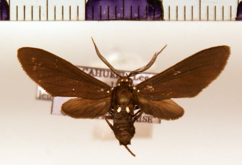 psoloptera_leucosticta_m-standard.jpg