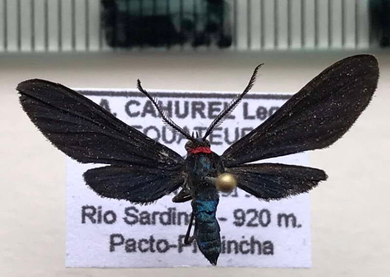 psoloptera_sp723_m_eq-standard.jpg