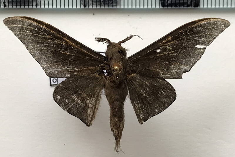 Psychocampa_concolor_m_Guyane fr