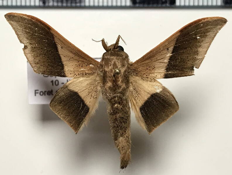 Psychocampa_kohlli_m_Guyane fr