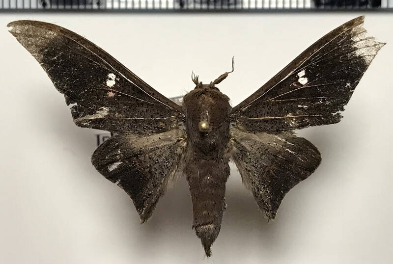 Psychocampa_manicora_m_Guyane fr