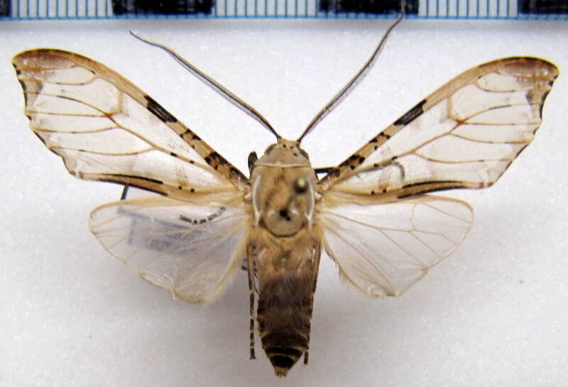 psychophasma_erosa_m_gf-standard-0w291y.jpg