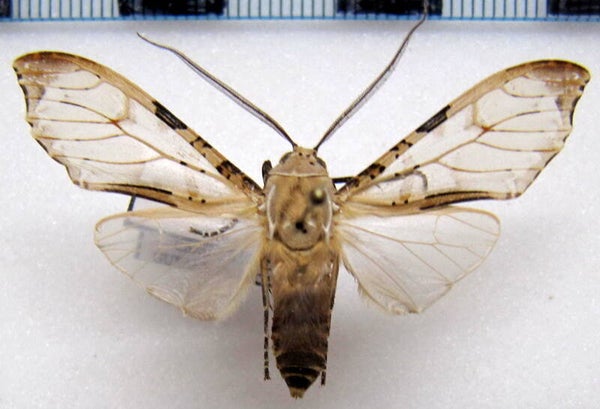 Psychophasma erosa mâle A1- Guyane française