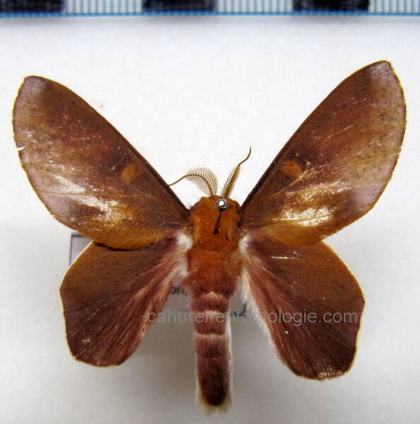 psylopygoides_oda_gf-standard.jpg